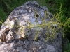 FLORA > Wildspargel