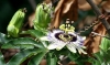 FAUNA/FLORA > Hungrige Besucherin FAUNA/FLORA > Hungrige Besucherin