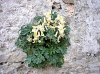 FLORA > Genügsame Schönheit