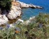 Flora und Fauna am Strand von Prtlog