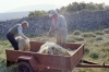 Schafbesitzer (2)