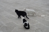 Katzen schwarz/weiß/gefleckt