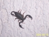 Fauna>Rovinji>Skorpion