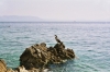 KORMORAN ?> unbekannter Vogel am Strand von Rabac