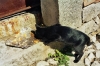 KATZE in Labin-Altstadt