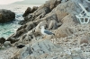 MÖWE am Strand von Rabac II