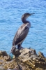 Kormoran 2
