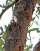 Zikade auf Olivenbaum 4