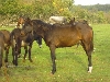 PFERD > BURKI's Bericht - Tierische Eseleien-111