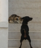 HUND und Katze in Umag