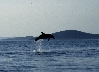 DELFIN > Jumping Dolphin