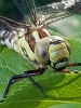 Libelle nach Schlupf am Gartenteich 3