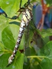 Libelle nach Schlupf am Gartenteich 4