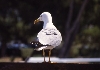 MÖWE > GALEB sitzt auf einem Container in Trogir