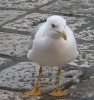 MÖWE  in Porec