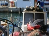 Möwe beim Fischklau im Hafen von Vrsar