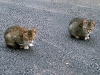 FAUNA > Katzen in Popovici während Reitausritt
