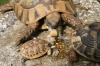 Schildkröten 7