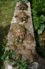 Schildkröten 8
