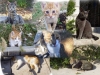 Katzen > Collage