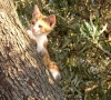 KATZE > Rotes Kätzchen im Olivenbaum