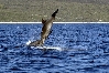 DELFIN > springender Delfin