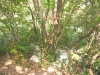 Geocache > Istrien.Info 01 - Vrsar > Bäume