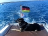 Istrien: MEDULIN BUCHT > unser "Seehund"