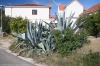 LOVISTE-MIRCE > Agave