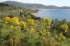 OTOK KORCULA > Grüne Landschaft mit gelben Stauden