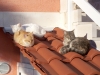 Kleines Dach für Katzen, Orebic