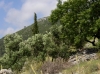 OTOK KORCULA > Steineichen und Olivenbäume