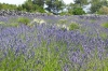 OTOK HVAR > Wanderung nach Humac > Lavendelfeld