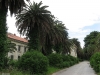 KUPARI 2009 > Grand Hotel Kupari > Palmen KUPARI 2009 > Grand Hotel Kupari > Palmen