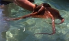 CRES > Oktopus CRES > Oktopus