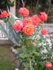 ZAOSTROG > Rosen im Garten