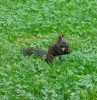 POREC / ZELENA LAGUNA > Ein süßes Eichhörnchen am Werkeln