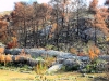 OTOK BRAC > verbrannte Vegetation