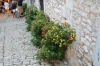 ROVINJ > Blumen an einer Hauswand