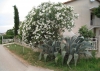 MEDULIN > weißer Oleander