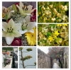 KROATIEN > Blumen-Collage aus HR