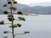 PREVLAKA > Agave mit Blick auf Montenegro