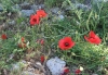 KONAVLE > Am Wegesrand blühender roter Mohn