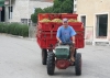 SMOKVICA > Traubenlese in vollem Gange