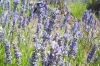 OTOK HVAR > Lavendel im Juni