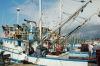 VRSAR > Hafen > Fischereiboot > 1