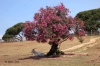 Alt-Oleander-Baum>Brijuni Tierpark