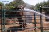 Elefant im Tierpark>Insel Brijuni