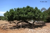 Riesige alte Feige 'Ficus carica'>Brijuni Insel