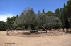 Der 1700 Jahre alte Olivenbaum>Brijuni Insel